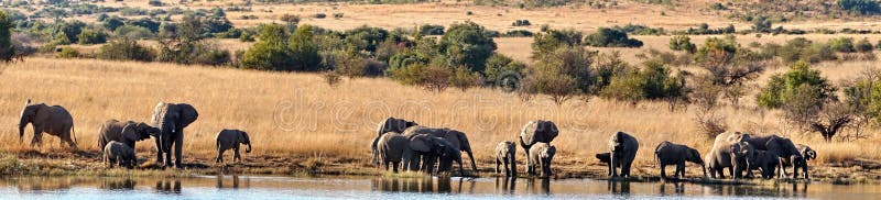 Panoramic of a herd of elephants with calves at a dam stock images