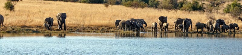 Panoramic of a herd of elephants with calves at a dam royalty free stock photography