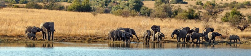 Panoramic of a herd of elephants with calves at a dam royalty free stock photography
