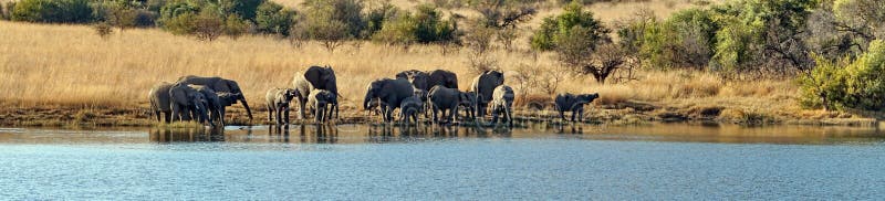 Panoramic of a herd of elephants with calves at a dam royalty free stock photo