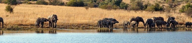 Panoramic of a herd of elephants with calves at a dam stock image