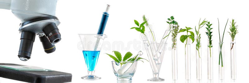 Panoramic image -Laboratory glassware with different plants and microscope on table against white background, space for text. royalty free stock images