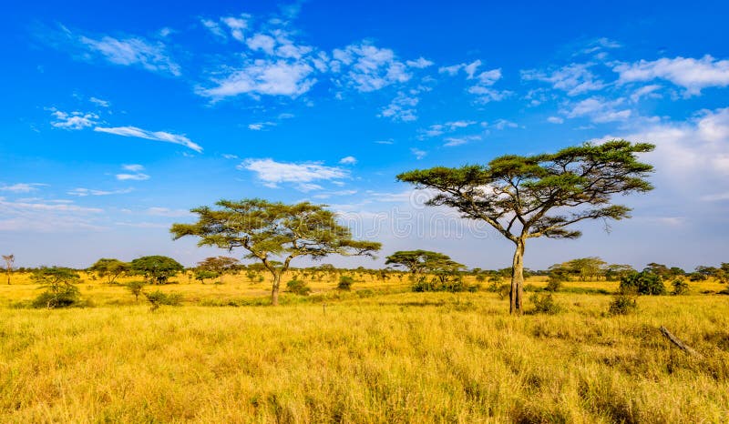 Panoramic Image of a Lonely Acacia Tree in Savannah in Serengeti ...