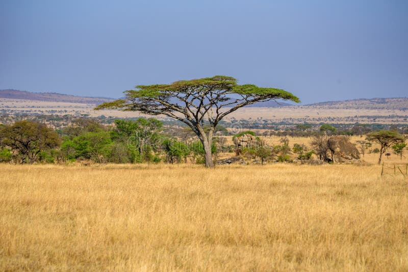 Tree on Savannah. Ngorongoro, Tanzania, Africa Stock Image - Image of ...