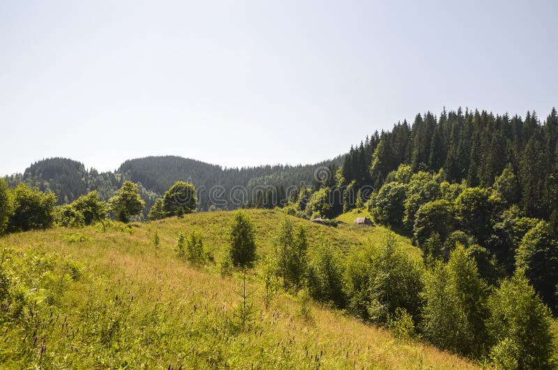 Grassy hills with scattered trees, leading to multiple layers of forested mountain ridges royalty free stock photo