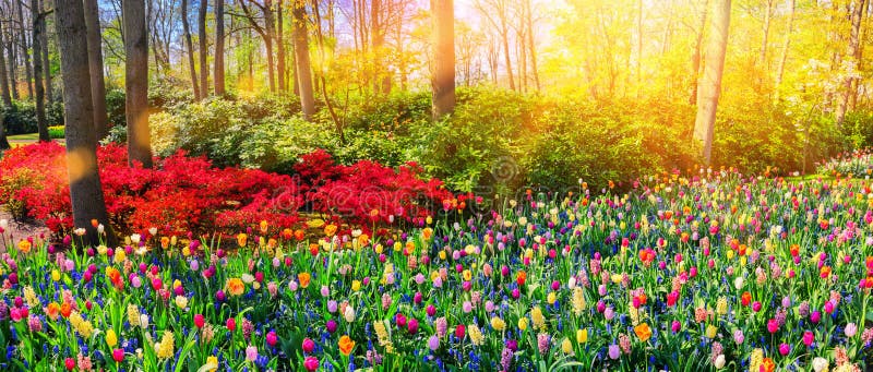 Panoramic landscape with multicolor spring flowers. Nature backg