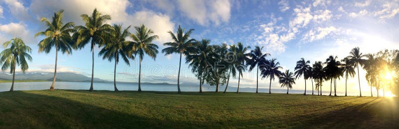 Panoramic landscape view of a Row of palm trees in Port Douglas