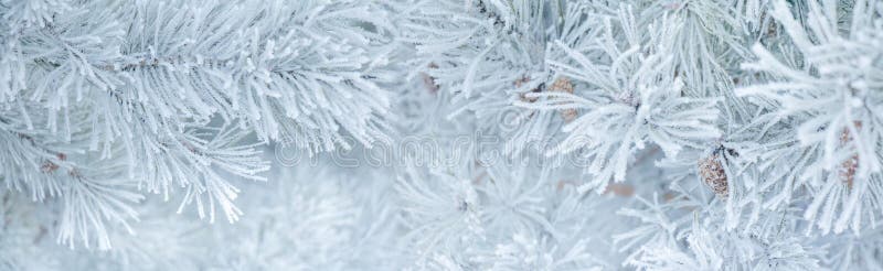 Panoramic Nature Winter background with snowy pine tree. Branches, shallow DOF. Beauty in nature. Wide Angle Winter Christmas Wallpaper, billboard, Web banner stock images