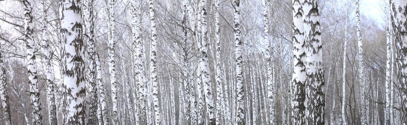 Panoramic photo of beautiful scene with birches in autumn birch forest in november