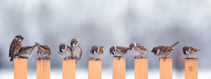 Photo a flock of small birds sparrows sitting on a fence in a garden in the village