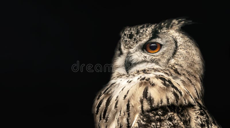 Omg. Half profile shot of pop-eyed funny young black man looking