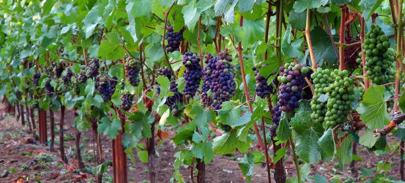 Panoramic of Pinot Noir Grapes. Panoramic view of Pinot Noir grapes during veraison in the Willamette Valley of Oregon royalty free stock images