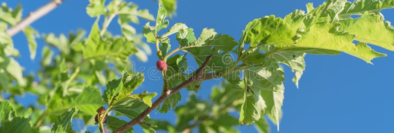 Panoramic ripe mulberry fruits on tree ready to harvest in Texas, USA