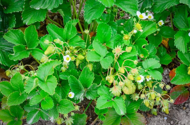 Panoramic row of strawberries plants with blossom flowers lead to horizontal in Washington, US