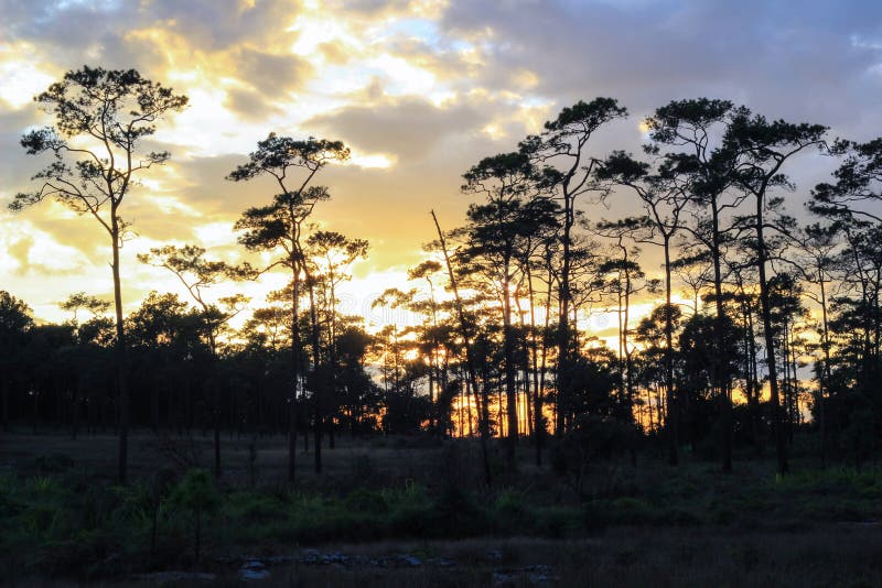 Panoramic scene of trees with sunset background royalty free stock photography Panoramic scene of trees with sunset background royalty free stock photography