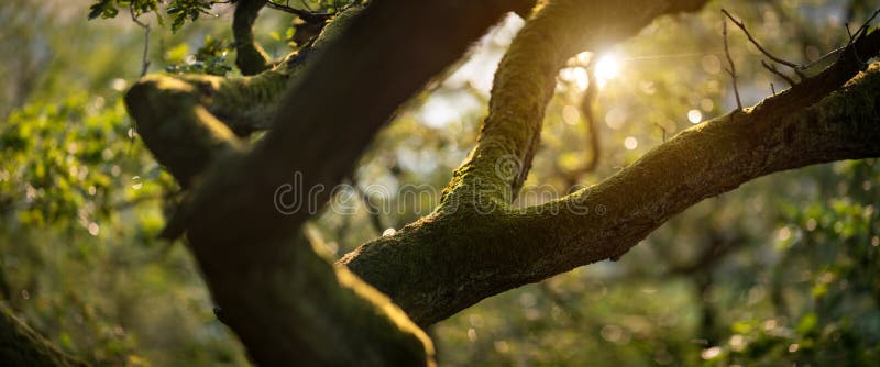 Panoramic shot of the moss covered branch royalty free stock photos