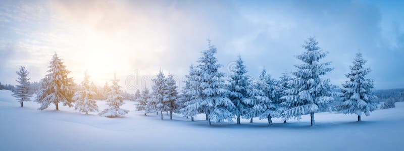 Panoramic shot of a row of trees in winter mountains. Sunrise behind the snow covered forest royalty free stock photos