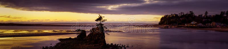 A panoramic shot of a tree on a small cliff at Siletz Bay at sunset