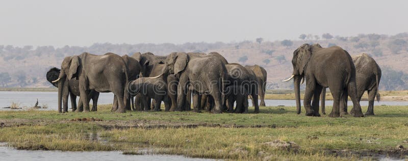 Panoramic side shot of elephants crossing the choebe river in south africa