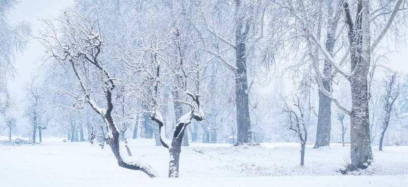 Panoramic view of bare leafless tree with an interesting shape in a winter woodland landscape. Bare trees in snow royalty free stock image Panoramic view of bare leafless tree with an interesting shape in a winter woodland landscape. Bare trees in snow royalty free stock image