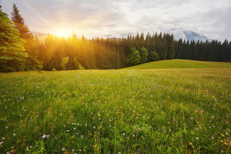 Panoramic View Of Beautiful Landscape In The Alps With Fresh Green