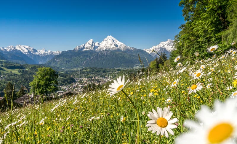 Panorámico de hermoso en bávaros Alpes hermoso flores a famoso montana en en primavera, países, Baviera, alemania.