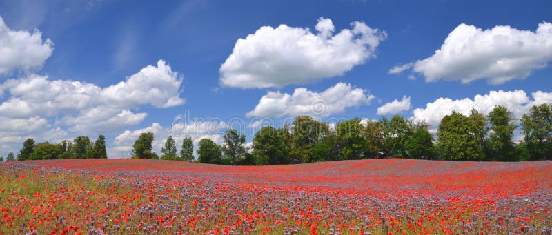 Panoramic view of beautiful summer field of phacelia and poppy seed flowers