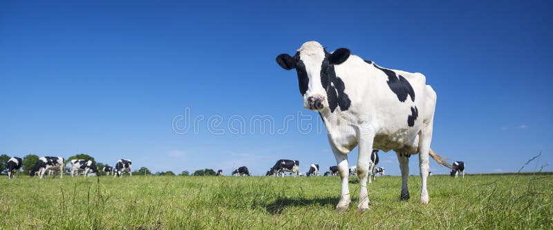 Panoramic view of black and white cow