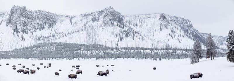 Panorámico de bisonte en el invierno en.