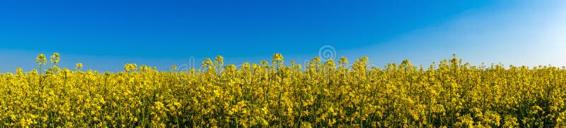 Panoramic view on canola flowers or yellow rape seed field. Idyllic blooming spring meadow, blue sky, sunny day stock photography Panoramic view on canola flowers or yellow rape seed field. Idyllic blooming spring meadow, blue sky, sunny day stock photography