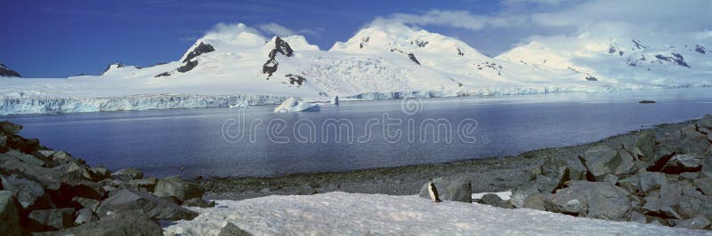 Panoramic view of Chinstrap penguin (Pygoscelis antarctica) among rock formations on Half Moon Island, Bransfield Strait