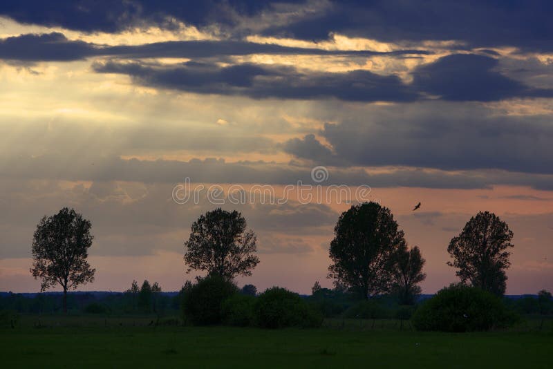 Panoramic view of colorful sunset over wetlands and meadows by the Biebrza river in Poland stock photo Panoramic view of colorful sunset over wetlands and meadows by the Biebrza river in Poland stock photo