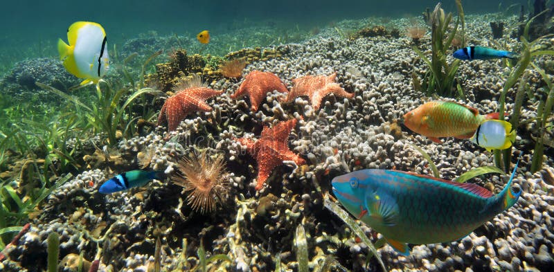 Panoramic view on a coral reef with starfish