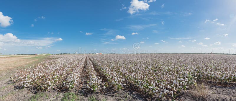 Panoramic view cotton farm in harvest season in Corpus Christi, Texas, USA