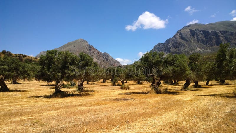 Panoramic view of field with growing olive trees and mountains in the background on Crete island royalty free stock image Panoramic view of field with growing olive trees and mountains in the background on Crete island royalty free stock image