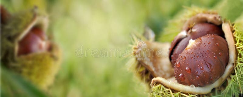 Freshness chesnut in shell and covered with water drops on green background
