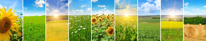 Panoramic view of green field and blue sky with light clouds. Co royalty free stock image