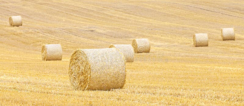 Panoramic View of Hay Bales on Harvested Field. Stock Photo - Image of ...