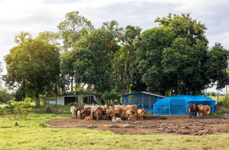 Thai cows in a wooden enclosure eating rice straw. 7674691 Stock Photo at  Vecteezy