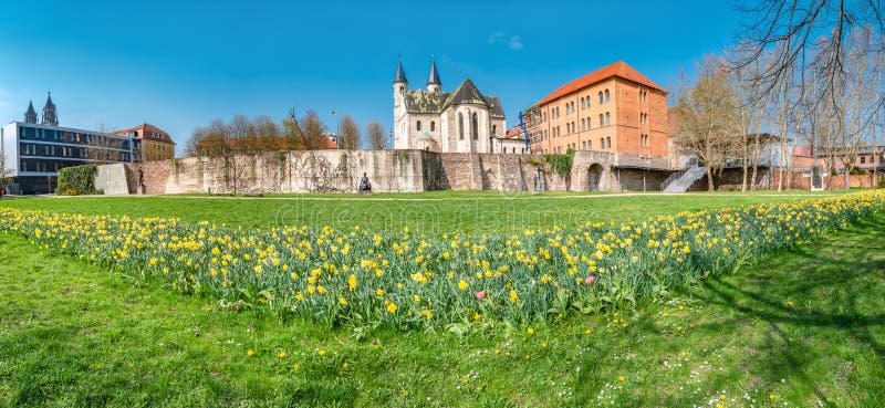 Panoramic view of Kloster church, ancient fortress wall, and flowers tulips at early Spring in Magdeburg, Germany