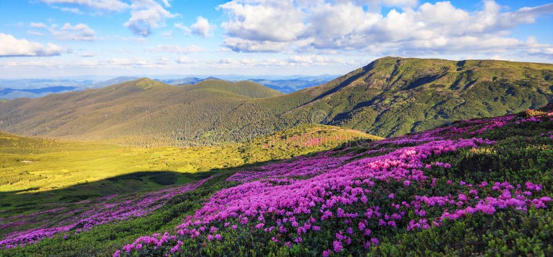 Panoramic view in lawn with rhododendron flowers. Mountains landscapes. Location Carpathian mountain, Ukraine, Europe. Spring.
