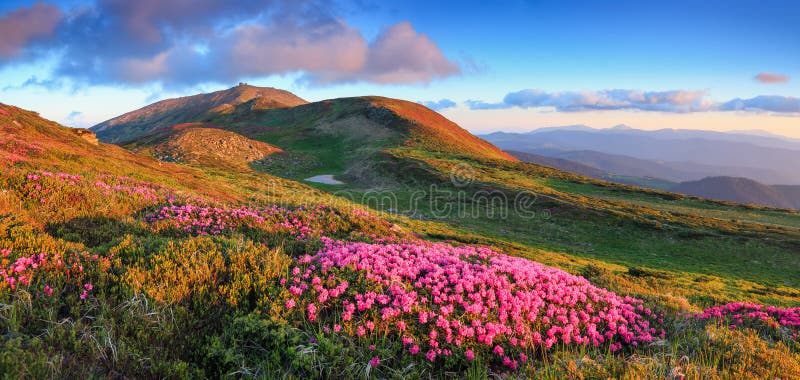 Panoramic view in lawn with rhododendron flowers. Mountains landscapes. Location Carpathian mountain, Ukraine, Europe. Summer