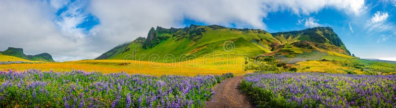 Panoramic view of meadow field with yellow flowers and violet lupin near city of Vik at South Iceland, summer time