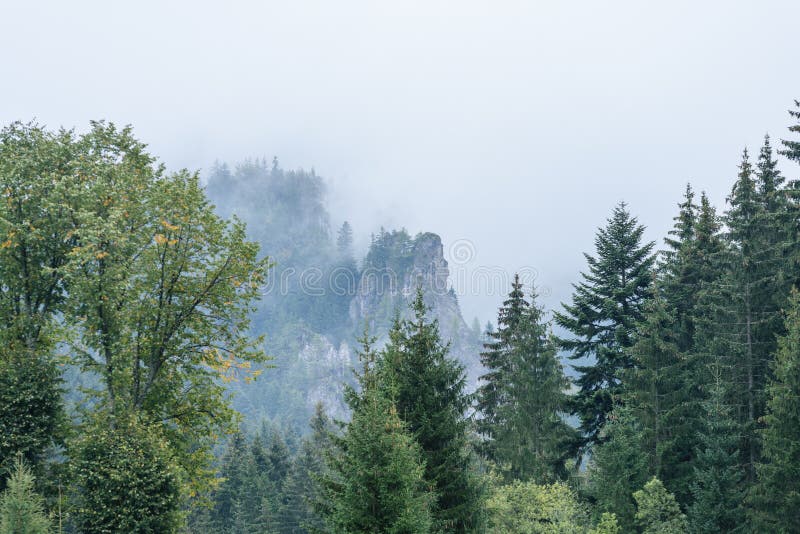 Panoramic view of misty forest in mountain area with mountains h