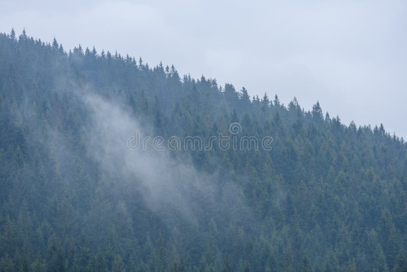 Panoramic view of misty forest in mountain area