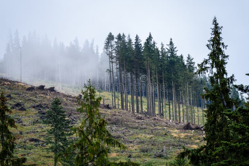 Panoramatický výhled na mlžný les