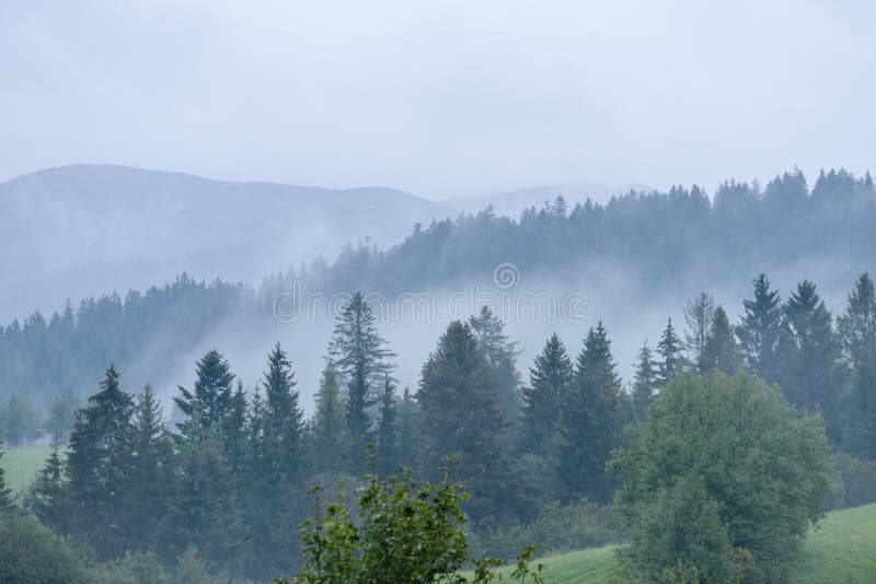 Panoramic view of misty forest in mountain area