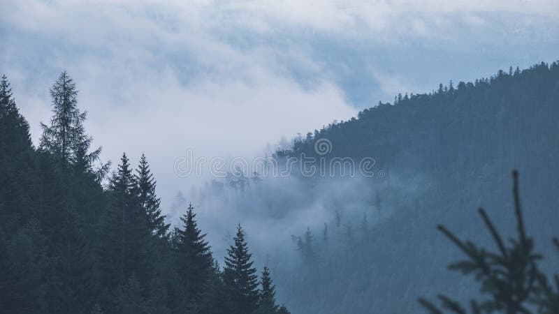 Panoramic view of misty forest in western carpathian mountains.
