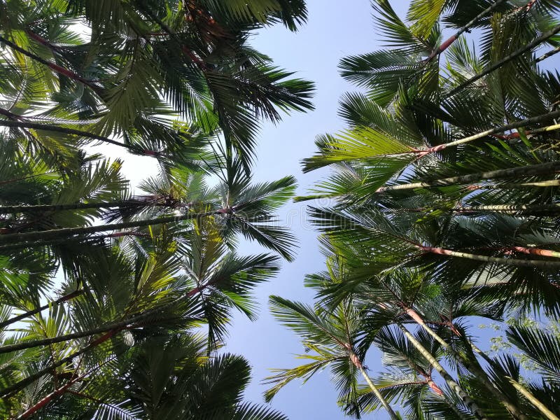 Panoramic View of Palm Trees at the Garden. Nature and Environmental