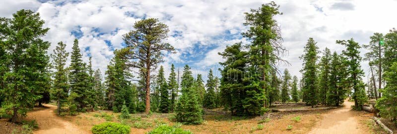 Panoramic view of pine tree forest at Bryce Canyon